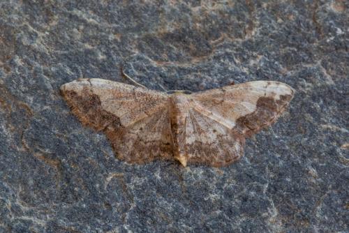 Réf. 211 480 : Idaea efflorata